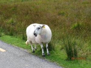 sheep in Ireland